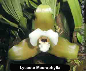 <b>Lycaste macrophylla </b> 