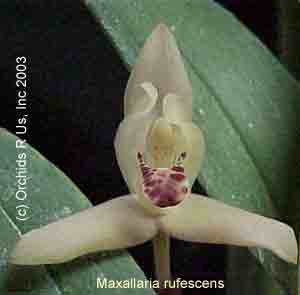 Maxallaria rufescens