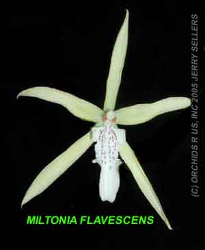 Miltonia flavescens