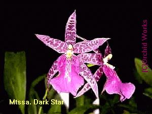 Mtssa. Dark Star �Darth Vader�