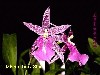 Mtssa. Dark Star  ' Orchidworks '  1351H