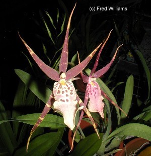 Mtassa. Shelob 'Tolkien'  1370HA