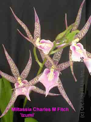 Mtssa. Charles M. Fitch 'Izumi'  1557H