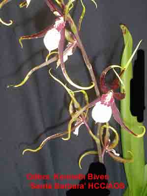 Odbrs. Kenneth Biven 'Santa Barbara' HCC/AOS