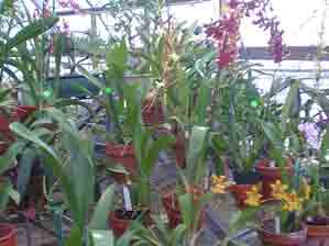 Oncidium Alliance Collection