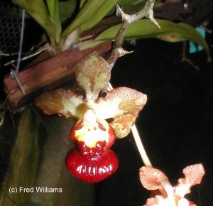 Oncidium lindenii