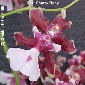 Oncidium Sharry Baby 'Sweet Fragrance'  398HS