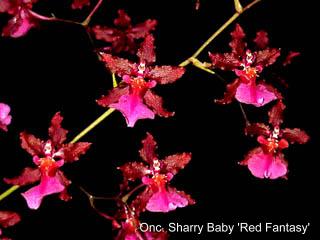 Onc. Sharry Baby 'Red Fantasy'