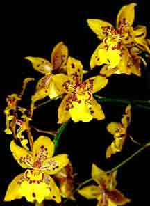 Odcdm. Tiger Crow 'Golden Girl' HCC/AOS