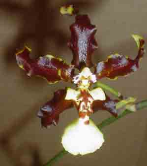 Oncda Charlesworthii X Miltonia warcewiczii   1642H