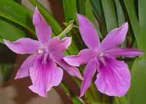 Miltonia Honolulu   1644H