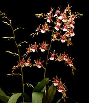 Oncidium Irene 'Mamaw'  1645ha