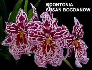 Odontonia Susan Bogdanow 'Purple Rain'  1692H
