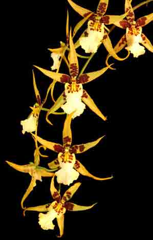 Alxra Tara Venn   1662H  <br />( Brsdm. Gilded Urchin X Wils. Lisa Devos )