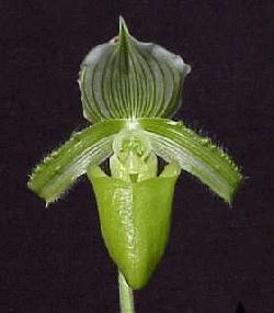 Paph Holdenii  Alba