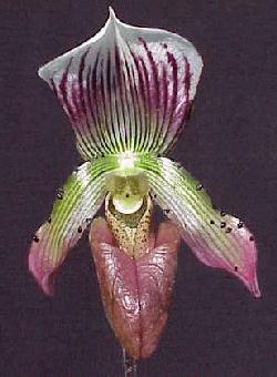 Paph Holdenii