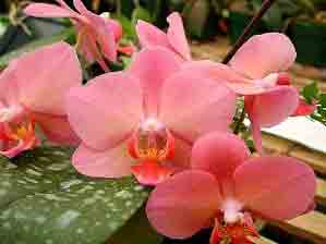 Phalaenopsis Desert Sunrise