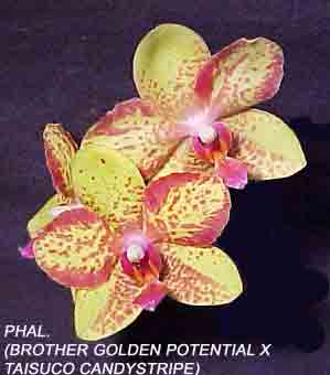 Phal ( Brother Golden Potential'  Orchidheights' x Taisuco Candystripe 'Pisgah Fushia' ) 1578H