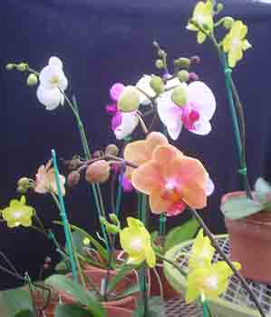 Economy Phalaenopsis Hybrid Special  EHPHA