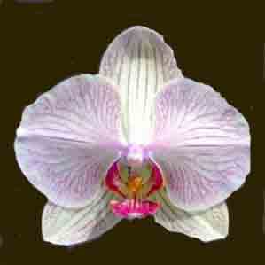 Phalaenopsis photo