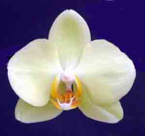Phalaenopsis photo