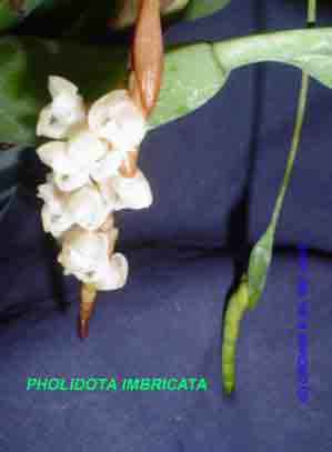 Pholidota imbricata