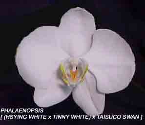 Phal. [ (Hsying White x Tinny White) 'Orchidheights' x Taisuco Swan 'Pisgah']   1575H