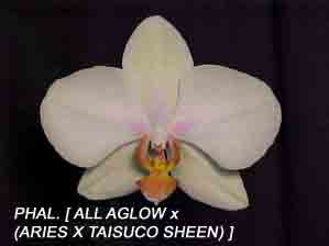 Phal [ All Aglow 'Pisgah' x (Aries x Taisuco Sheen)]  1576H