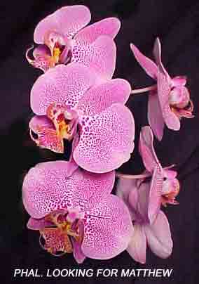 Phal. Looking for  Matthew   1581H