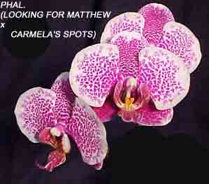 Phal. (Looking for Matthew 'WL' x Carmela's Spots 'Pisgah') 1582H