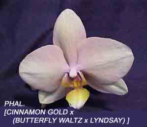 Phal.[Cinnamon Gold 'Barney' x Phal. (Butterfly Waltz x Lyndsay) 'Pisgah']  1585H