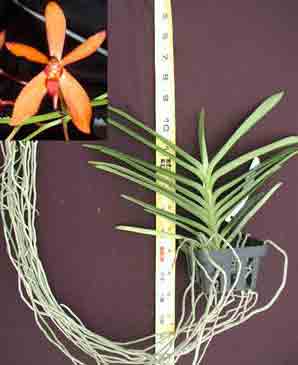 Renanentia Sunrise �Prasong� AM/AOS