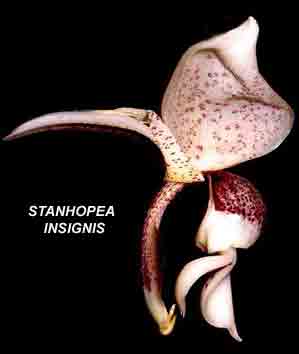 Stanhopea insignis