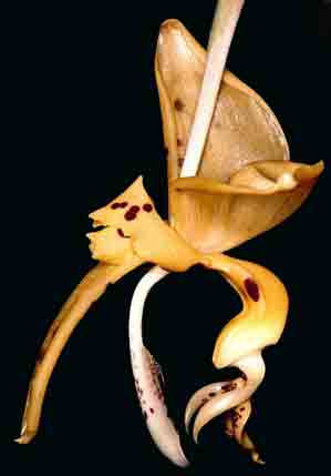 Stanhopea jenischiana