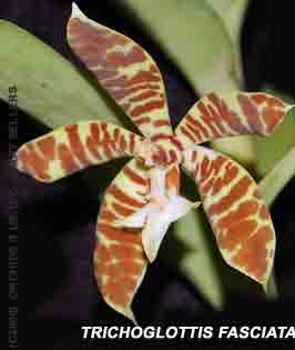 Trichoglottis fasciata 480B