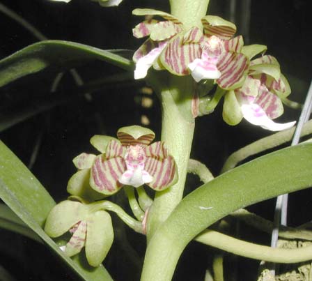 Trichoglottis tomentosa 