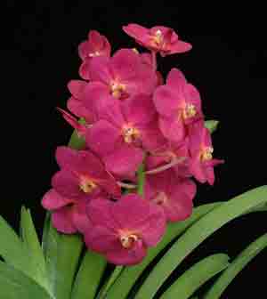 Ascda. Suksamran Beauty 'NCN'  1195H