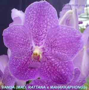 Vanda (Mad. Rattana x Mahakkaphongs)  1533H