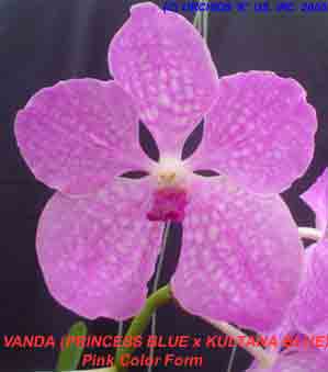 Vanda (Princess Blue x Kultana Blue)  1532H