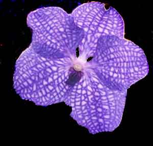 Vanda Sansai Blue