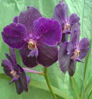 Vanda (Fuchs Sapphire x Dr. Anek 4N)
