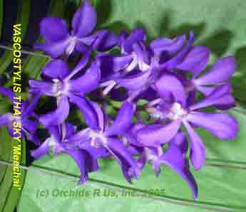 Vascostylis Thai Sky 'Meechai'  1296HB