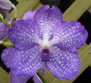 V. Sansai Blue 'Meechai'   AM/AOS 1393H