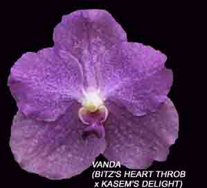 Vanda Somsri Delight  1611H