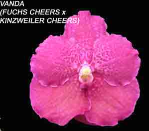 Vanda (Fuchs Cheer X Kinzweiler Cheers) 1606H