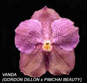 Vanda (Gordon Dillon X Pimchai Beauty)  1613H