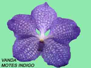 Vanda Motes Indigo 1605H