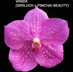Vanda (Siriluck X Pimchai Beauty)   1607H