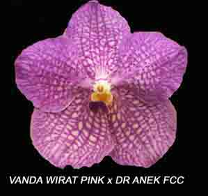 Vanda (Wirat Pink X Dr. Anek FCC)  1612H