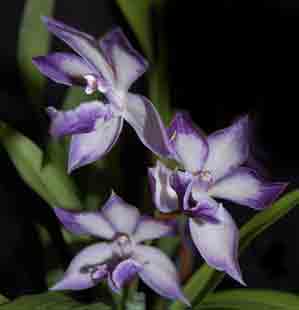 Zygonisia Cynosure 'Blue Birds'   1690H